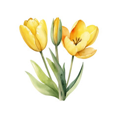 Fototapeta premium Bouquet of yellow tulips in watercolor style, delicate petals, hand drawn, delicate botanical illustration, light background, perfect for greeting cards.