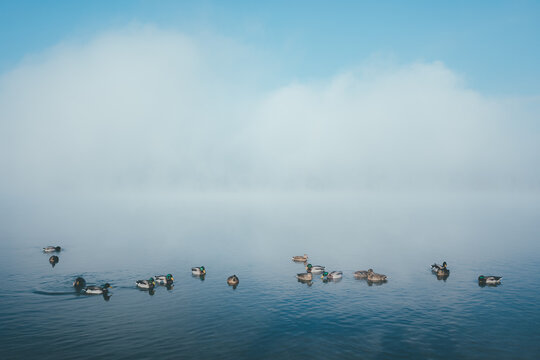 ducks in the lake