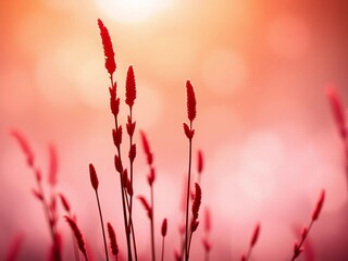 Crimson stalks reach skyward, a fiery, saturated silhouette against a dreamy, wide bokeh wash,  vibrant,  bokeh