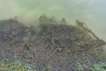 A close-up image showcasing a muddy shoreline with green algae growth