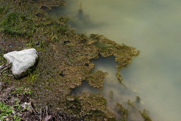 A close-up image showcasing a muddy shoreline with green algae growth