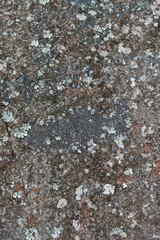 Rocky surface texture covered with moss, showing details of lichen.