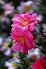 Obraz premium 寒さの中で咲き誇る