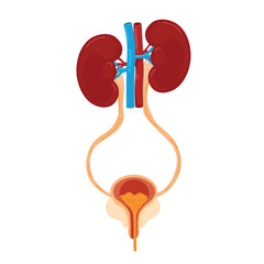 Human Urinary System Vector Illustration. Kidneys, Ureters, Bladder, and Urethra anatomy cartoon showing urination.
