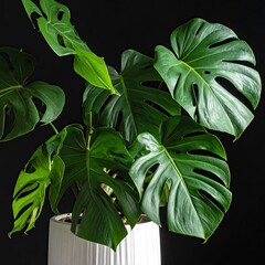 Monstera in white pot, split leaves on dark background