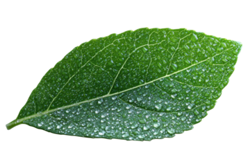 Vibrant green leaf glistening with dew on a stark black background nature s beauty water droplet