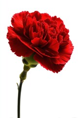 Single Red Carnation Close Up