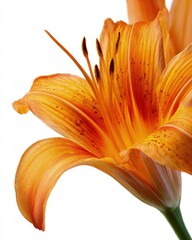 Close Up Orange Lily Blossom