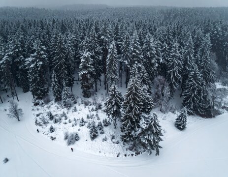 Aerial view of a pristine winter forest blanketed in fresh snow with ski tracks