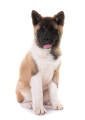 amerikan akita in studio