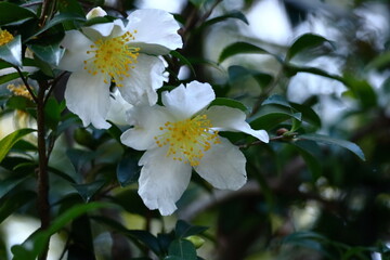 寒さの中で咲き誇る