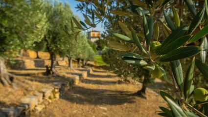 Olive trees line a hillside as shadows stretch across terraced ground below