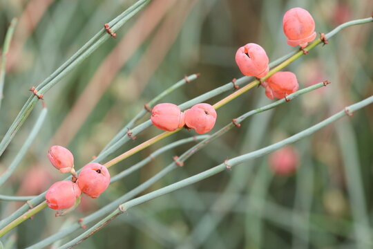 berries of ephedra fragilis (joint pine)