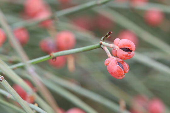 berries of ephedra fragilis (joint pine) 