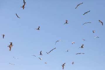 A flock of seagulls flying in the sky