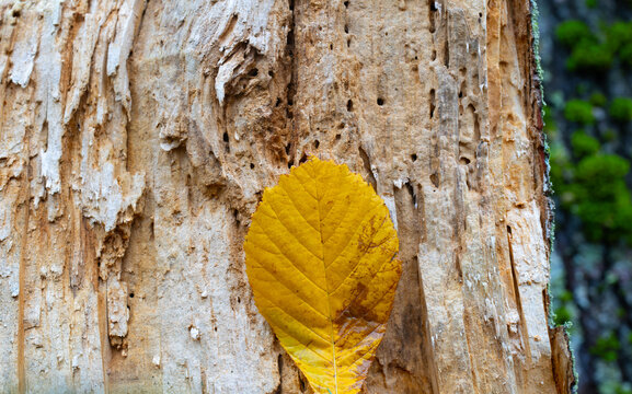 Light brown wood of a bug-eaten tree under bark with yellow fallen aspen leaves, macro photograph 