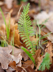 A green leafy plant is growing in the grass