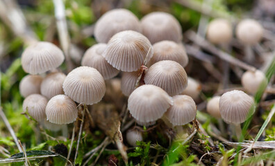 A group of mushrooms are on the ground