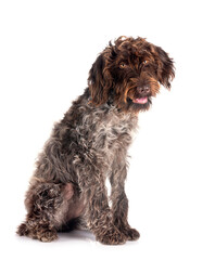 Wirehaired Pointing Griffon