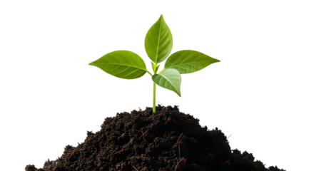 Small green plant growing in soil isolated on transparent background