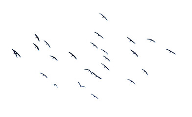 A flock of birds flying in the sky isolated on a white background.