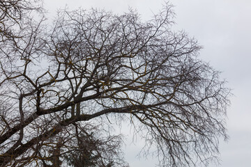 A tree with no leaves is shown in the image