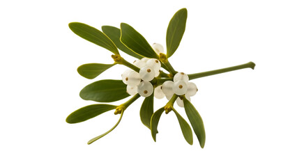 Mistletoe branch with white berries isolated on transparent background