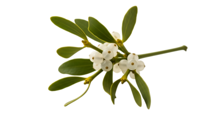 Mistletoe branch with white berries isolated on transparent background
