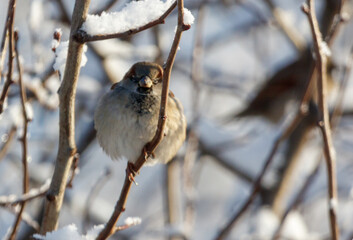 Obraz premium A bird is sitting on a branch covered in snow