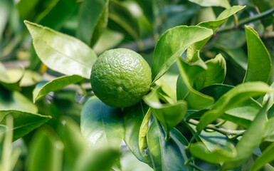 A lime is sitting on a leaf