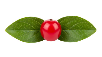 Red currant with leaves isolated on transparent background in studio