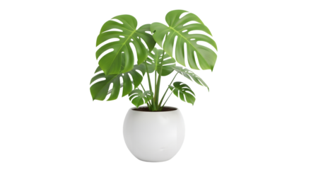 Monstera plant in white pot isolated on transparent background