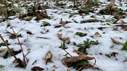 Ground covered with a mix of snow and fallen leaves, showcasing the transition of seasons and the beauty of nature's cycle in a winter landscape