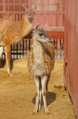 Naklejka premium A baby llama standing in a dirt pen