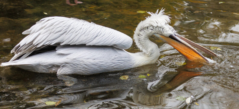 A pelican is swimming in a body of water - Powered by Adobe