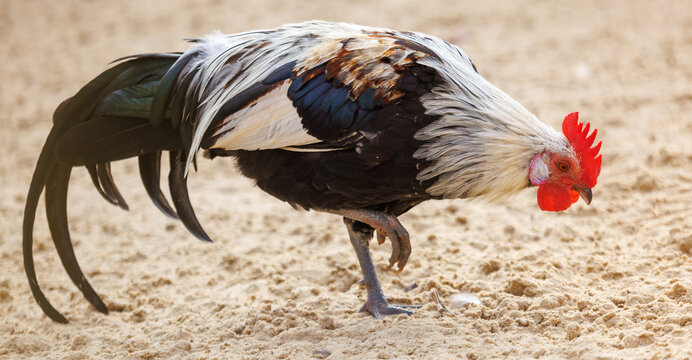 A rooster is walking on the sand