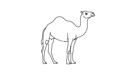 Simple black and white line art illustration of a dromedary camel with a single hump, standing on a plain white background.