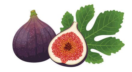 Detailed vector illustration of ripe purple figs, one whole and one halved revealing sweet red pulp, with a fresh green fig leaf.