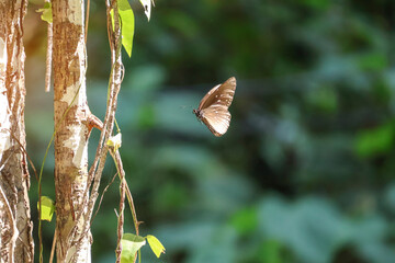 Graceful Euploea core hovering in a forest &mdash; soft sunlight filters through leaves as the insect glides past a textured tree, perfect for nature or travel projects.