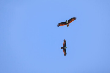 Majestic fish eagles soaring in a clear blue sky — powerful wings and white chests contrast against the vastness, capturing the raw beauty of wild raptors in flight.