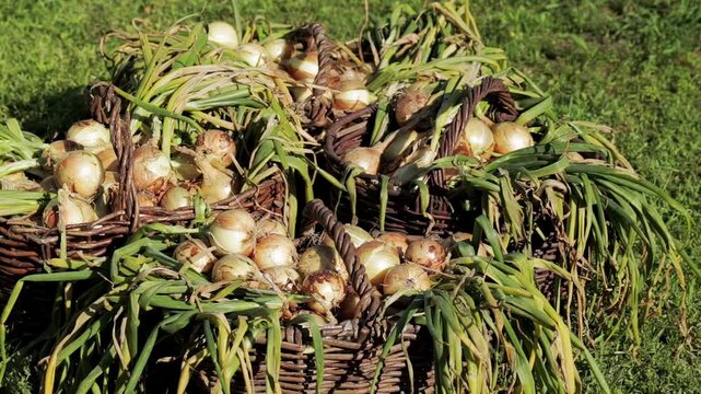 Summer cottage harvest of onions in baskets against the background of grass, close-up