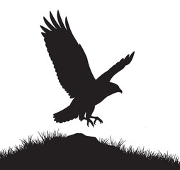 eagle on a white background