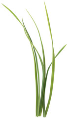 Obraz premium Green Grass Transparent PNG Realistic Lawn & Nature Overlay Design