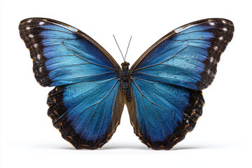 Obraz premium Blue Morpho Butterfly isolated solid background