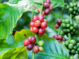 Coffee plant with ripe and unripe coffee cherries and lush green leaves, close-up shot