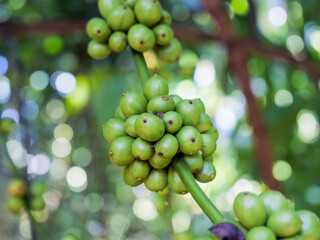 A close-up shot of green coffee beans growing on a branch, showcasing the beauty of nature