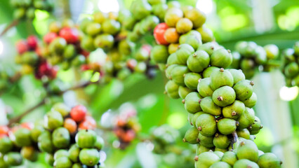Vibrant close-up of coffee cherries on a branch, showcasing their natural beauty
