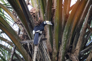 Majestic black hornbill perched on a palm tree &mdash; striking white beak and bold black plumage stand out against textured fronds, capturing the exotic beauty of tropical wildlife.