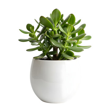 Jade plant in white pot isolated on transparent background