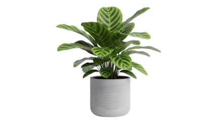 Calathea zebrina plant in pot isolated on transparent background